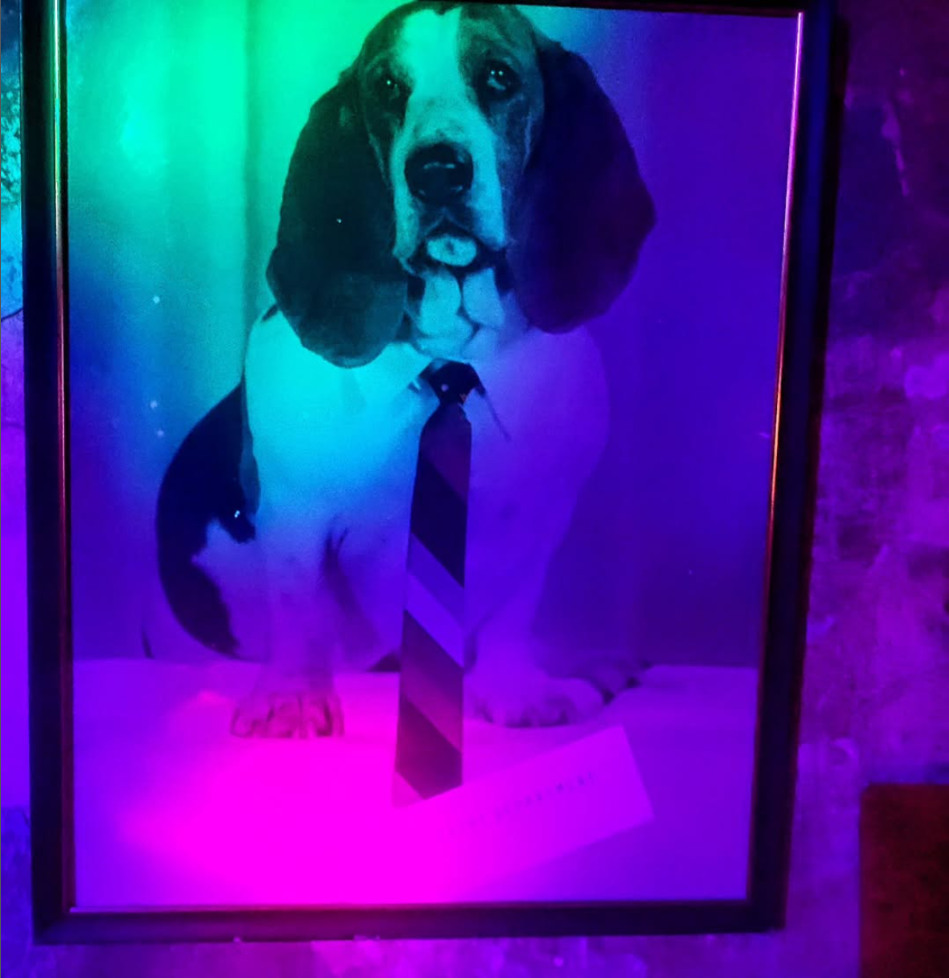Bar dog at Fair Witness